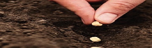 Biological Seed Treatment Market - An Overview