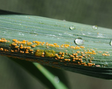 Drench the Crops With the Fungicide to Get the Best Quality