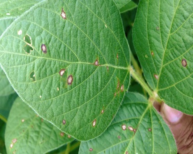 Fungicides: Ensuring the Safety and Security of the Crops