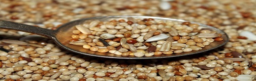Seed Coating Market Growth – Ensuring Global Food Security